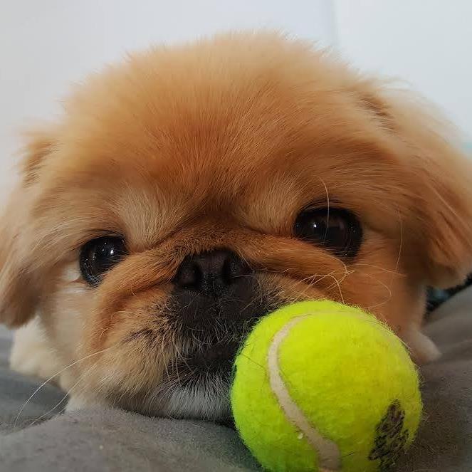 Freddie dog with his little tennis ball.