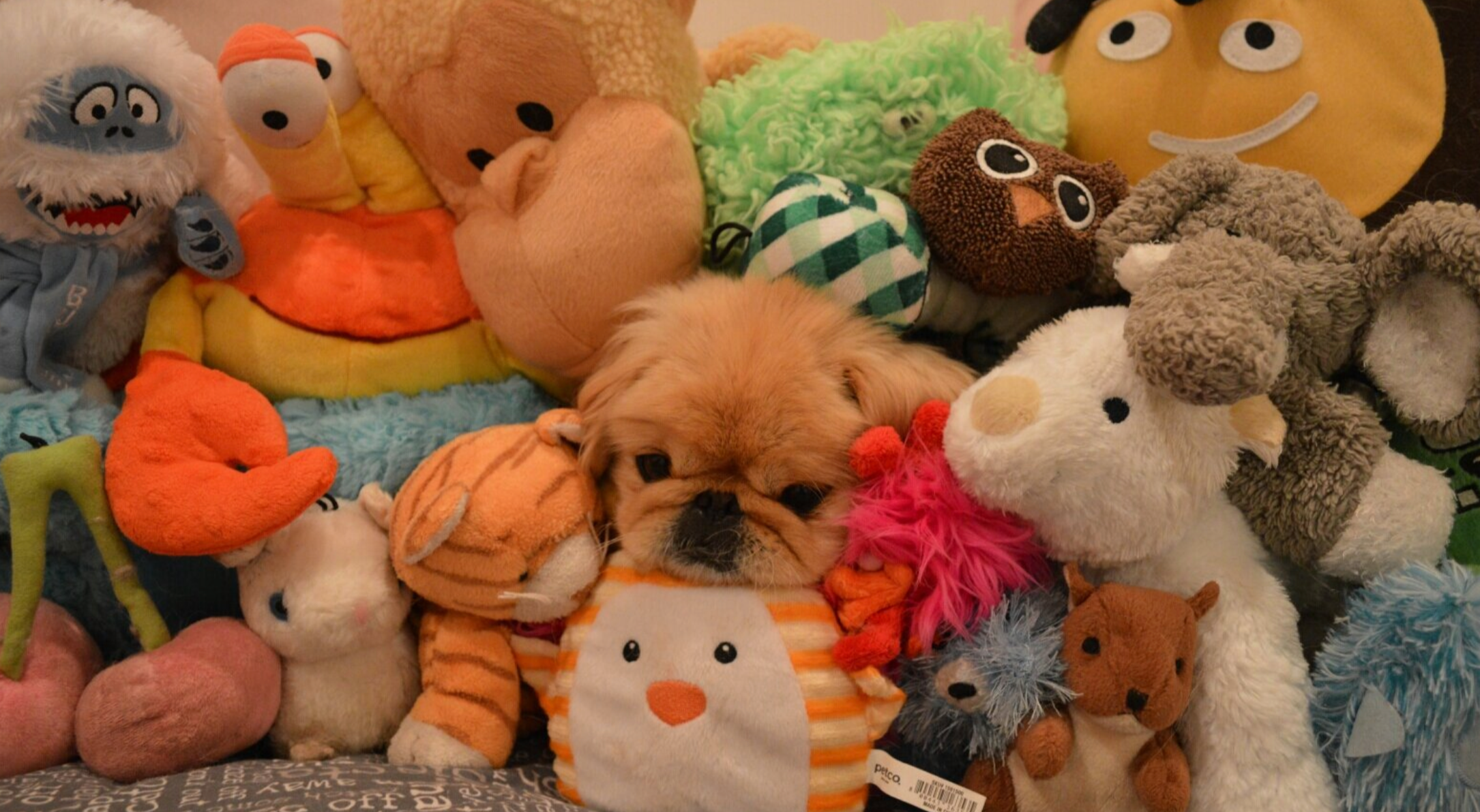 Freddie dog hiding amongst a bunch of stuffed animals.