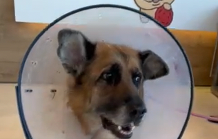 Freddie's Place Patient of the Month in cone.