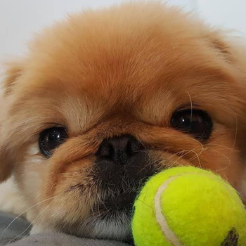 Freddie Dog Close Up with Small Tennis Ball