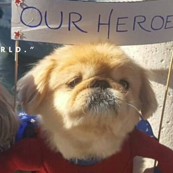 Freddie Dog Dressed in American Costume with My Heroes Sign