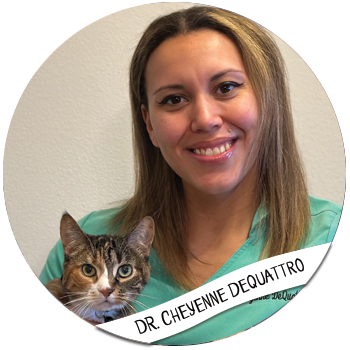 cheyenne_01